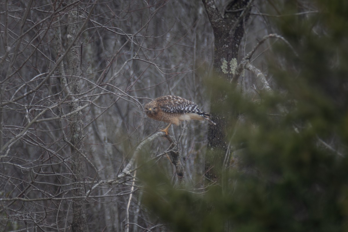 Red-shouldered Hawk - ML646567680