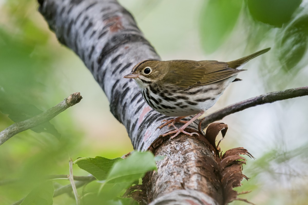 Ovenbird - ML646567683