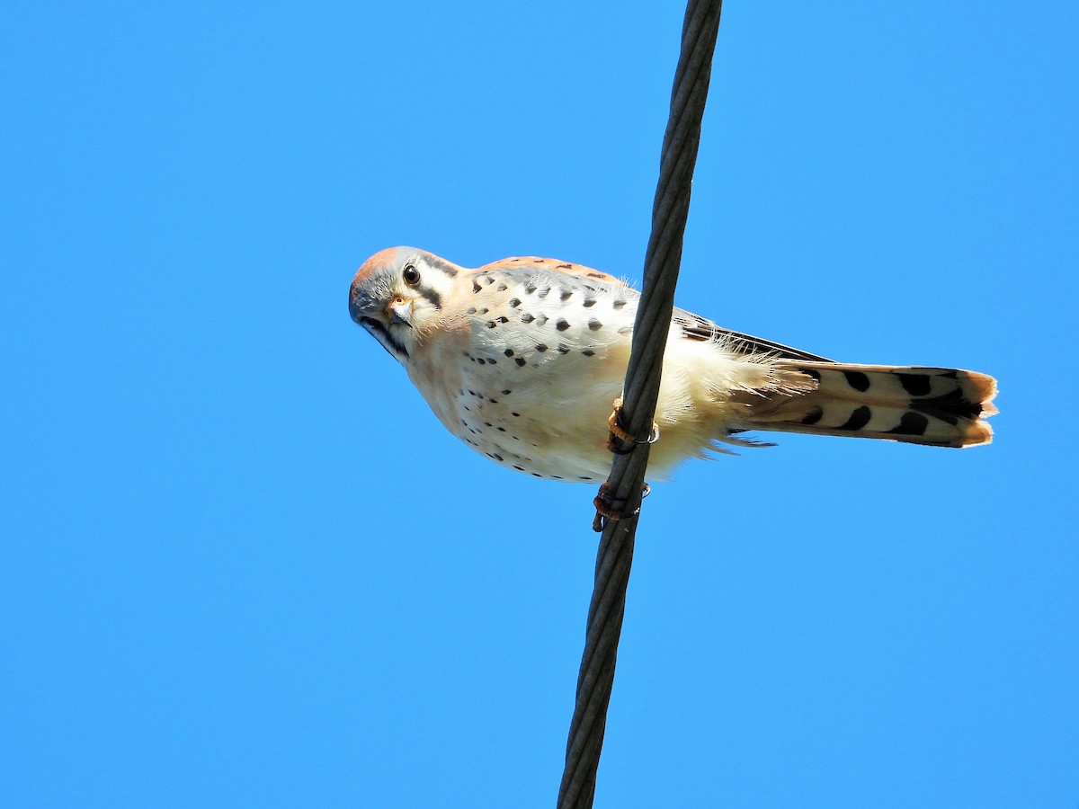 American Kestrel - ML646567684
