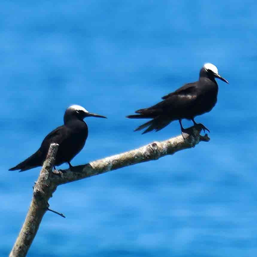 Tiñosa Menuda - ML646567686