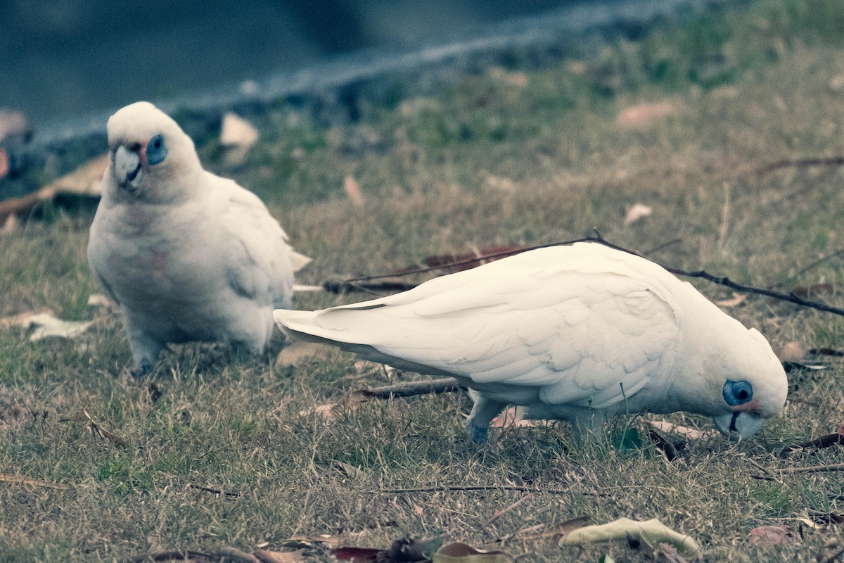 Little Corella - ML646567688