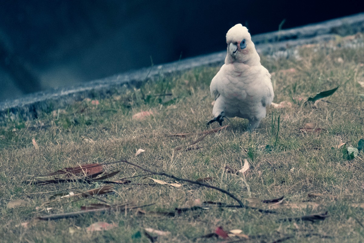 Little Corella - ML646567689