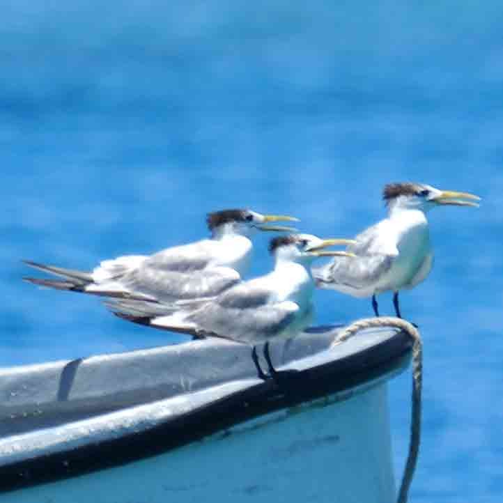 Charrán Piquigualdo - ML646567691