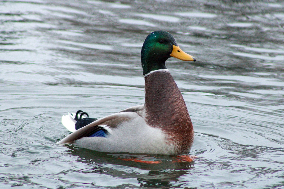 Ánade Azulón - ML646567692