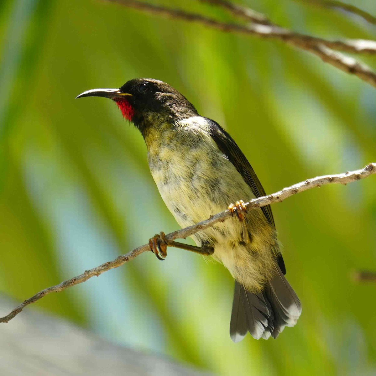 Mielero Pechinaranja - ML646567693