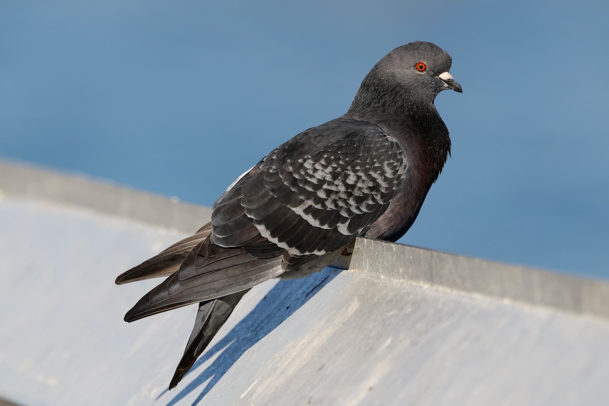 Paloma Bravía (variedad doméstica) - ML646567694