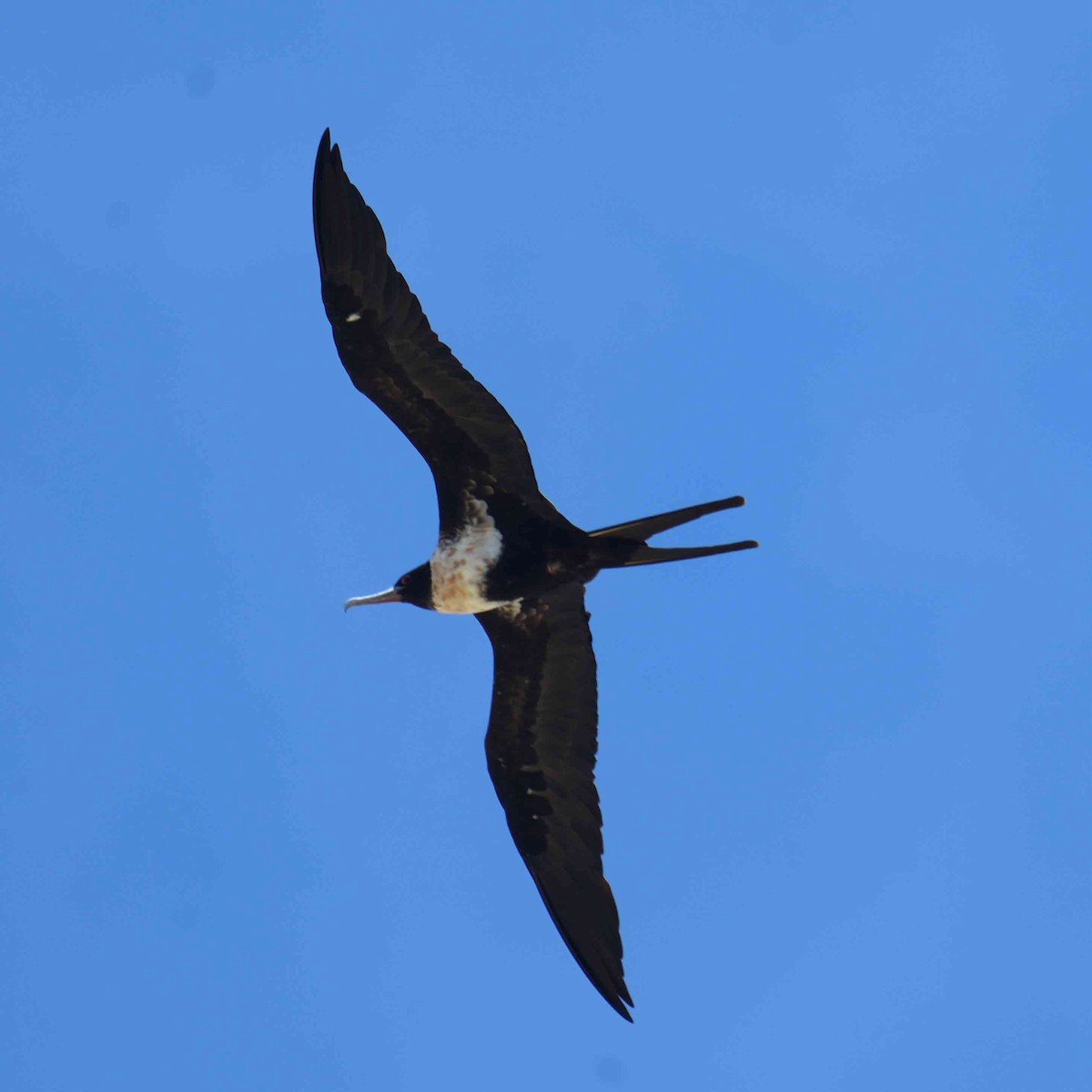 Rabihorcado Chico - ML646567695