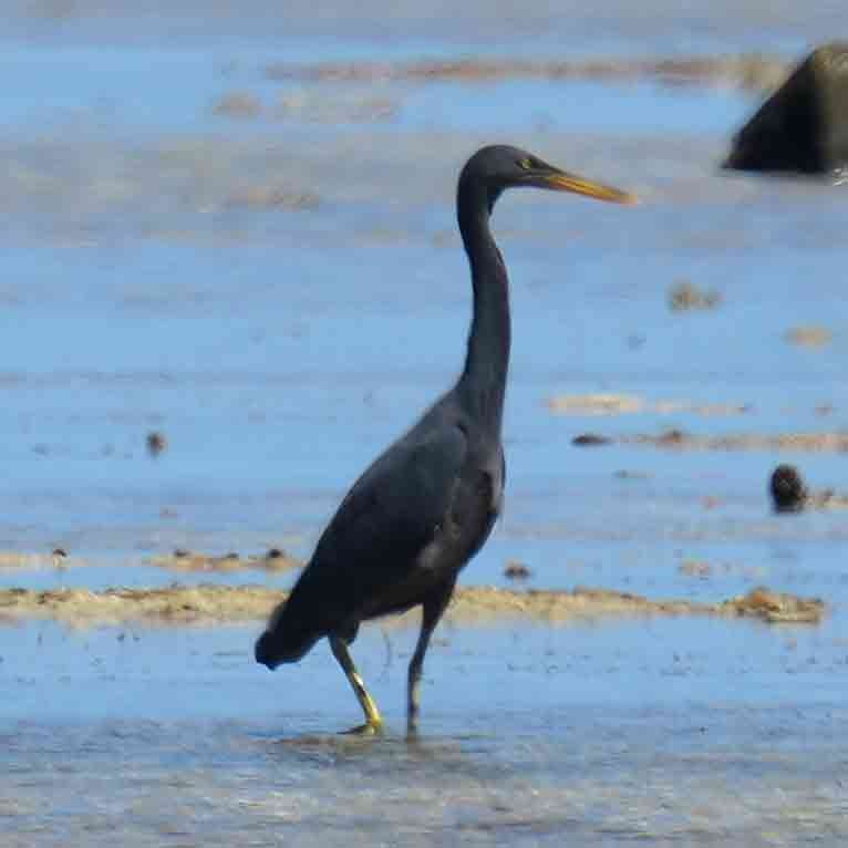Garceta de Arrecife - ML646567696