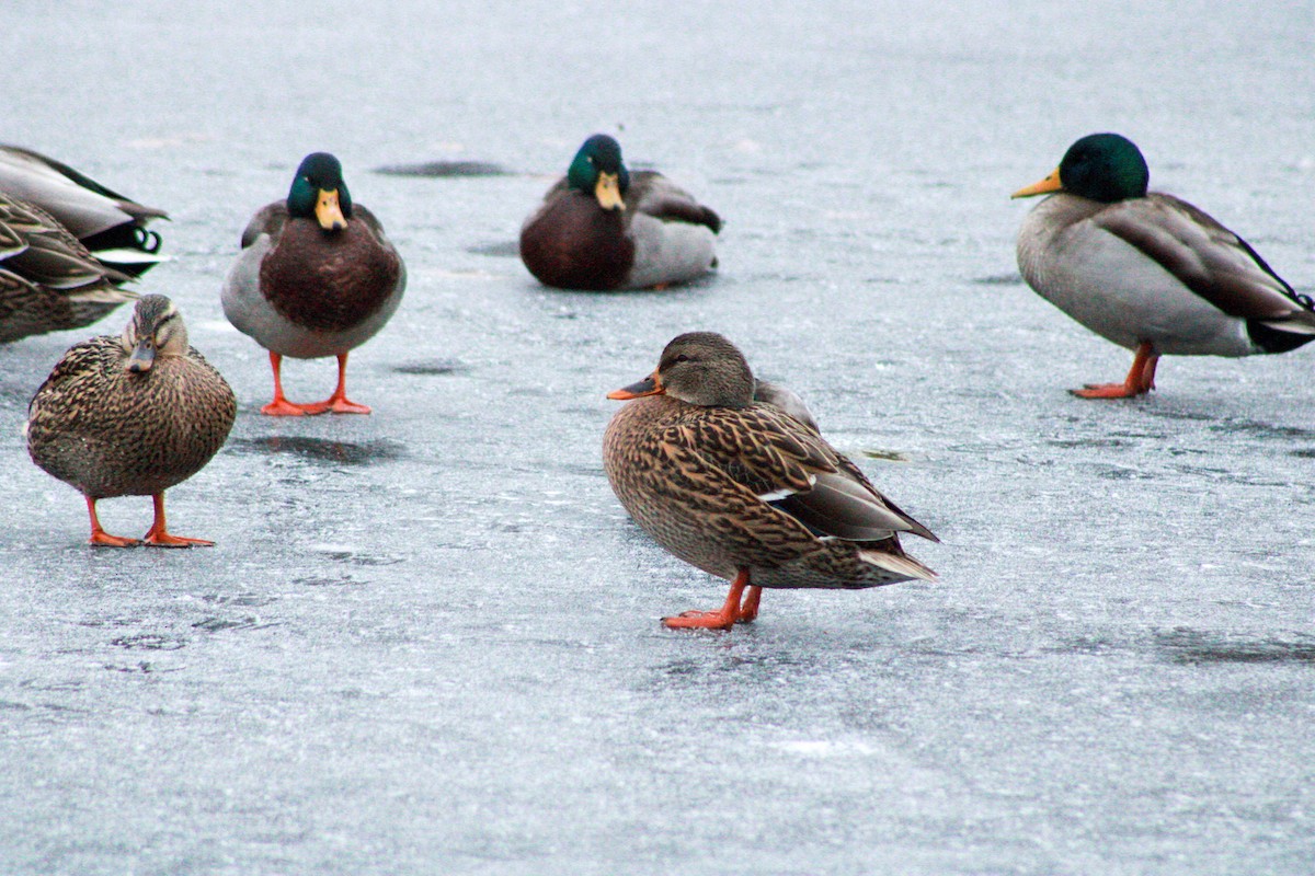 Ánade Azulón - ML646567697