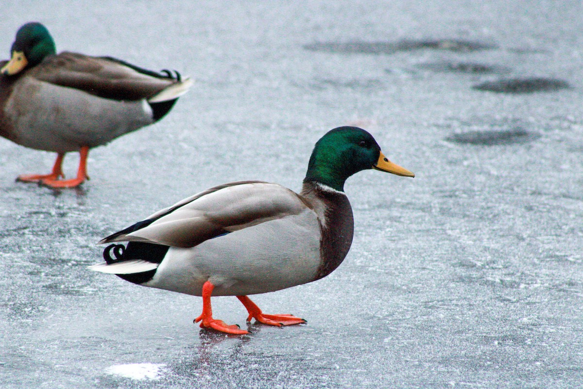 Ánade Azulón - ML646567698