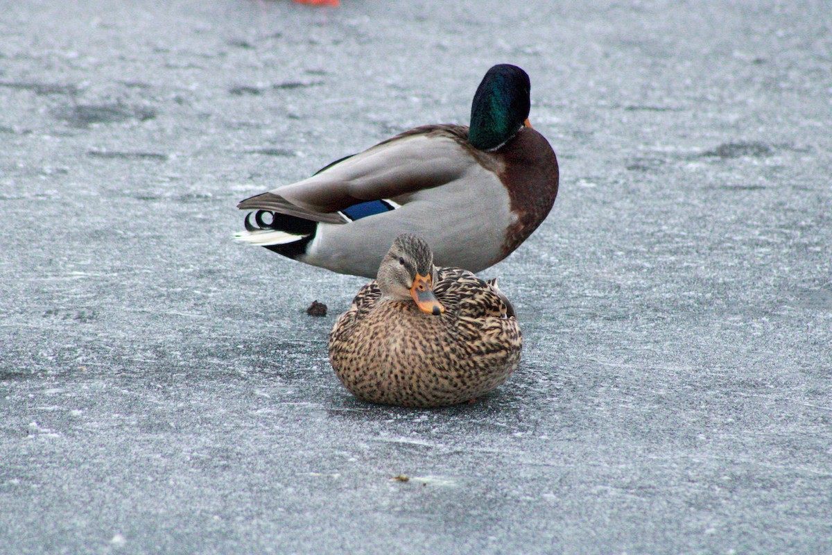 Ánade Azulón - ML646567699