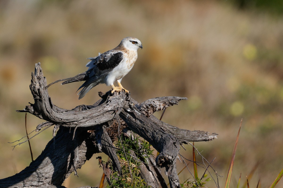 Elanio Australiano - ML646567700