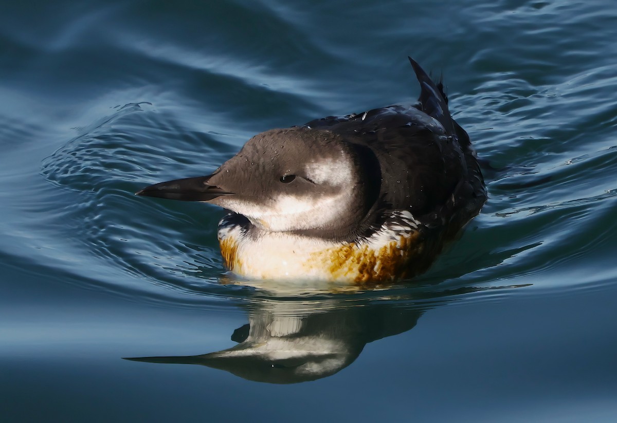 Arao Común - ML646567701