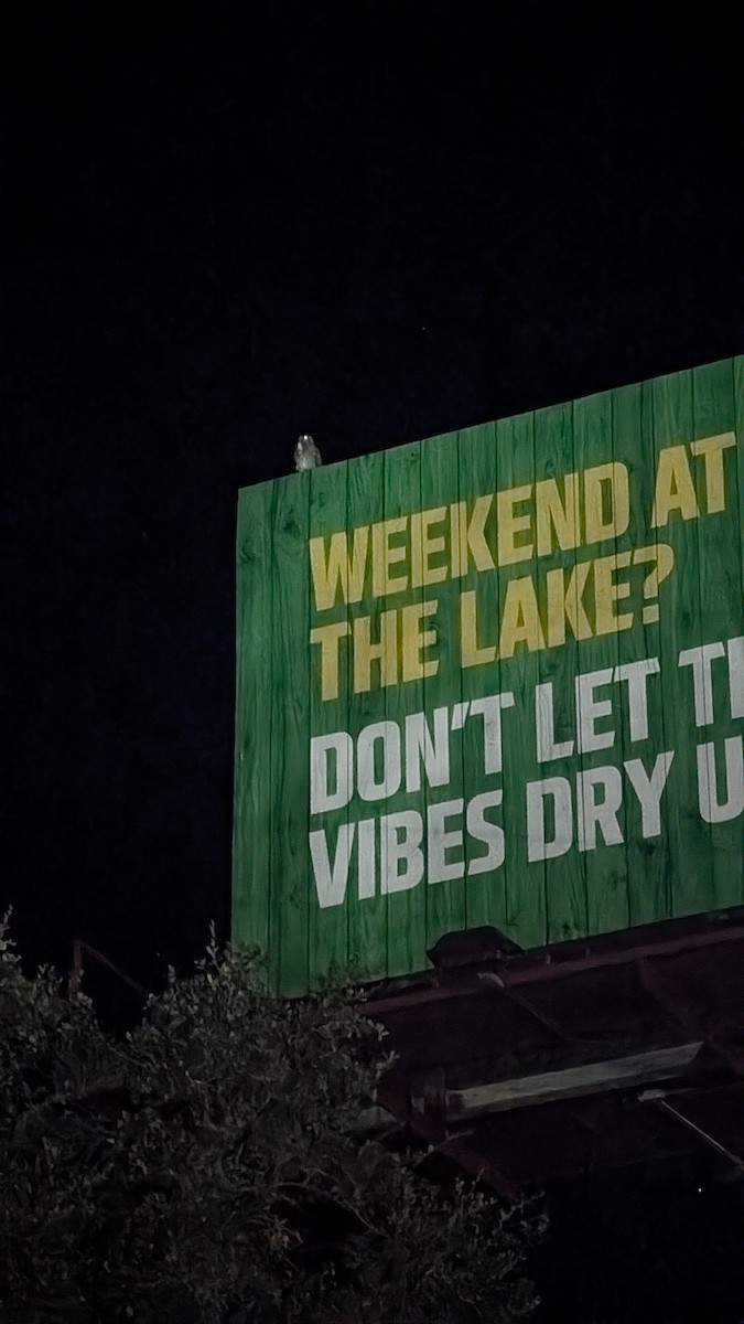 Great Horned Owl - ML646567703