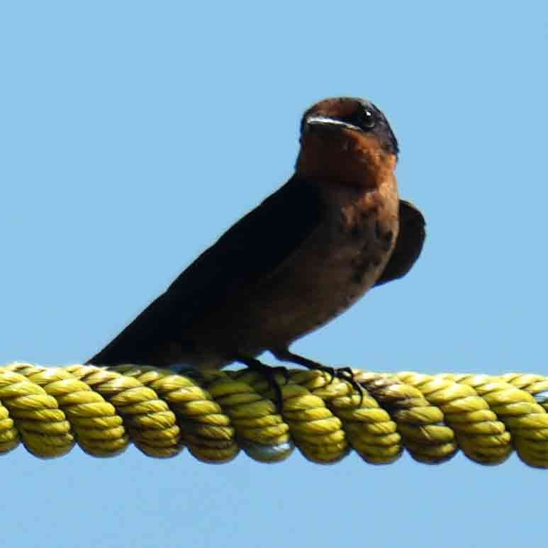 Golondrina del Pacífico - ML646567704