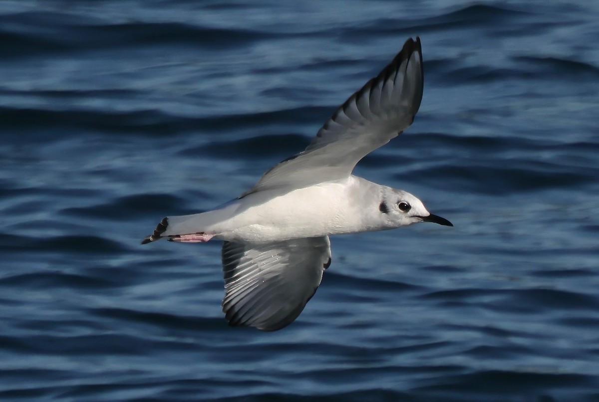 Gaviota de Bonaparte - ML646567705