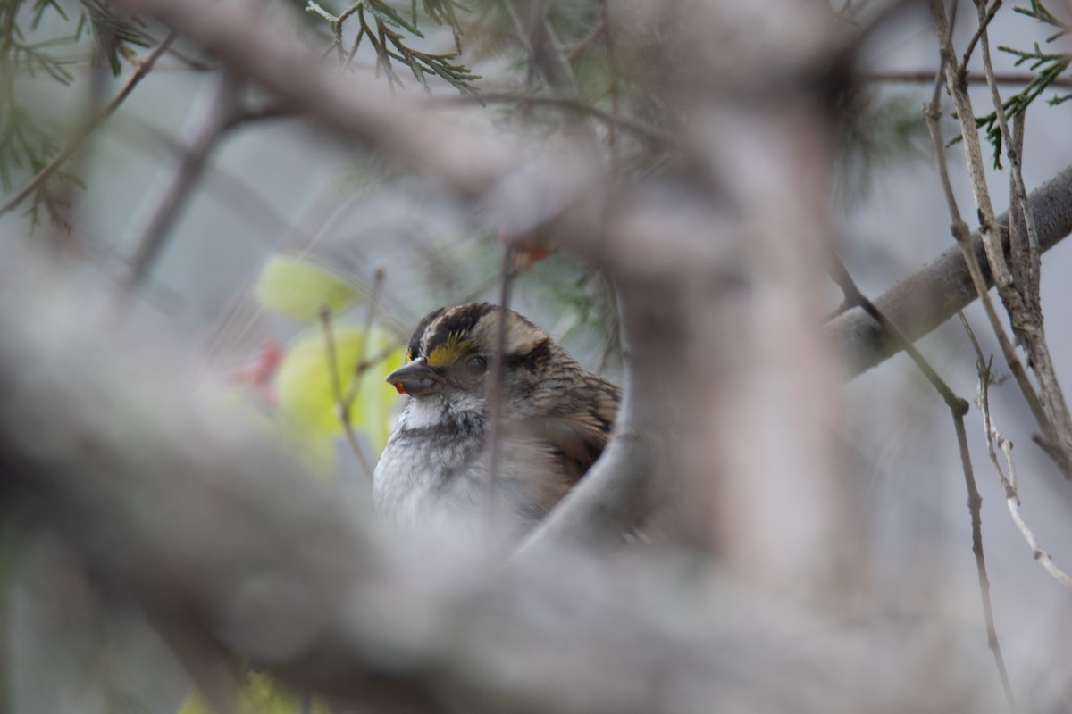 Chingolo Gorjiblanco - ML646567706