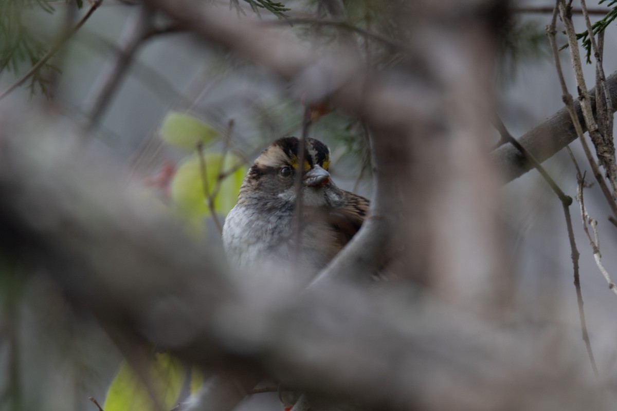 Chingolo Gorjiblanco - ML646567707