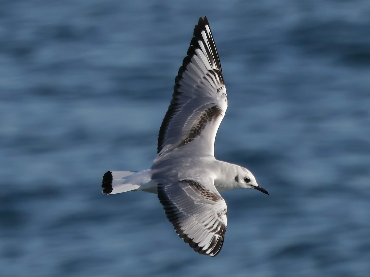 Gaviota de Bonaparte - ML646567709