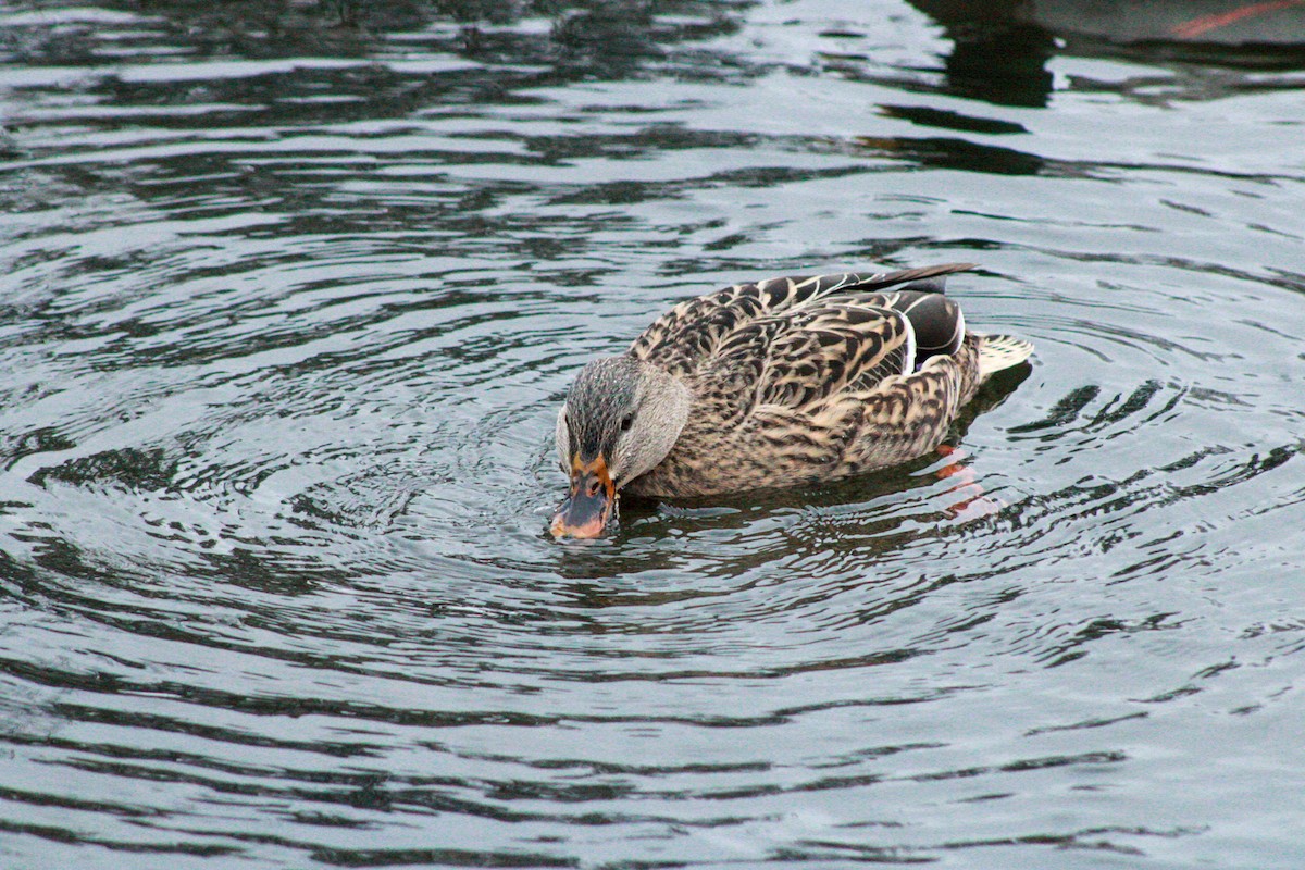 Ánade Azulón - ML646567710