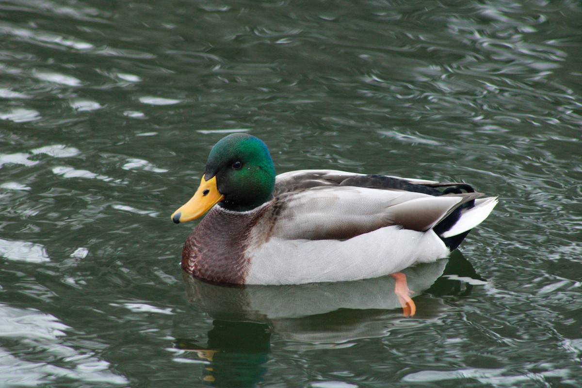 Ánade Azulón - ML646567711