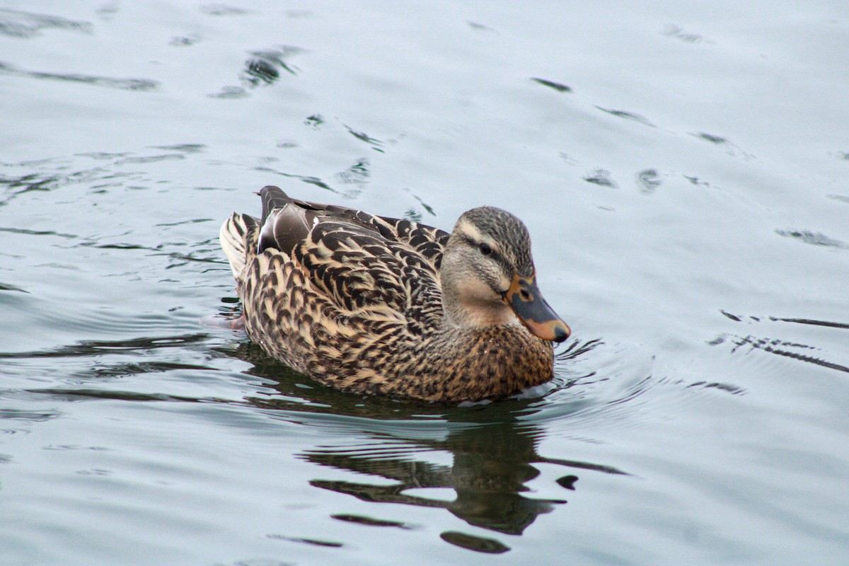 Ánade Azulón - ML646567712