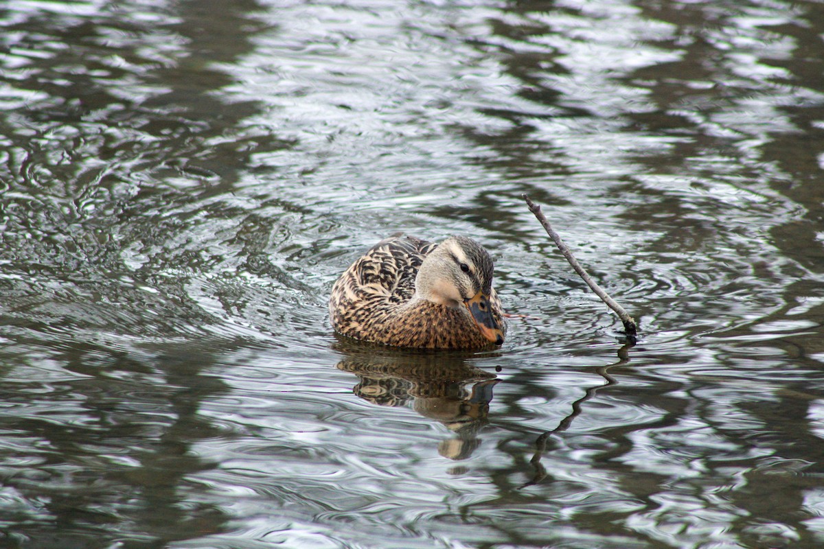 Ánade Azulón - ML646567713