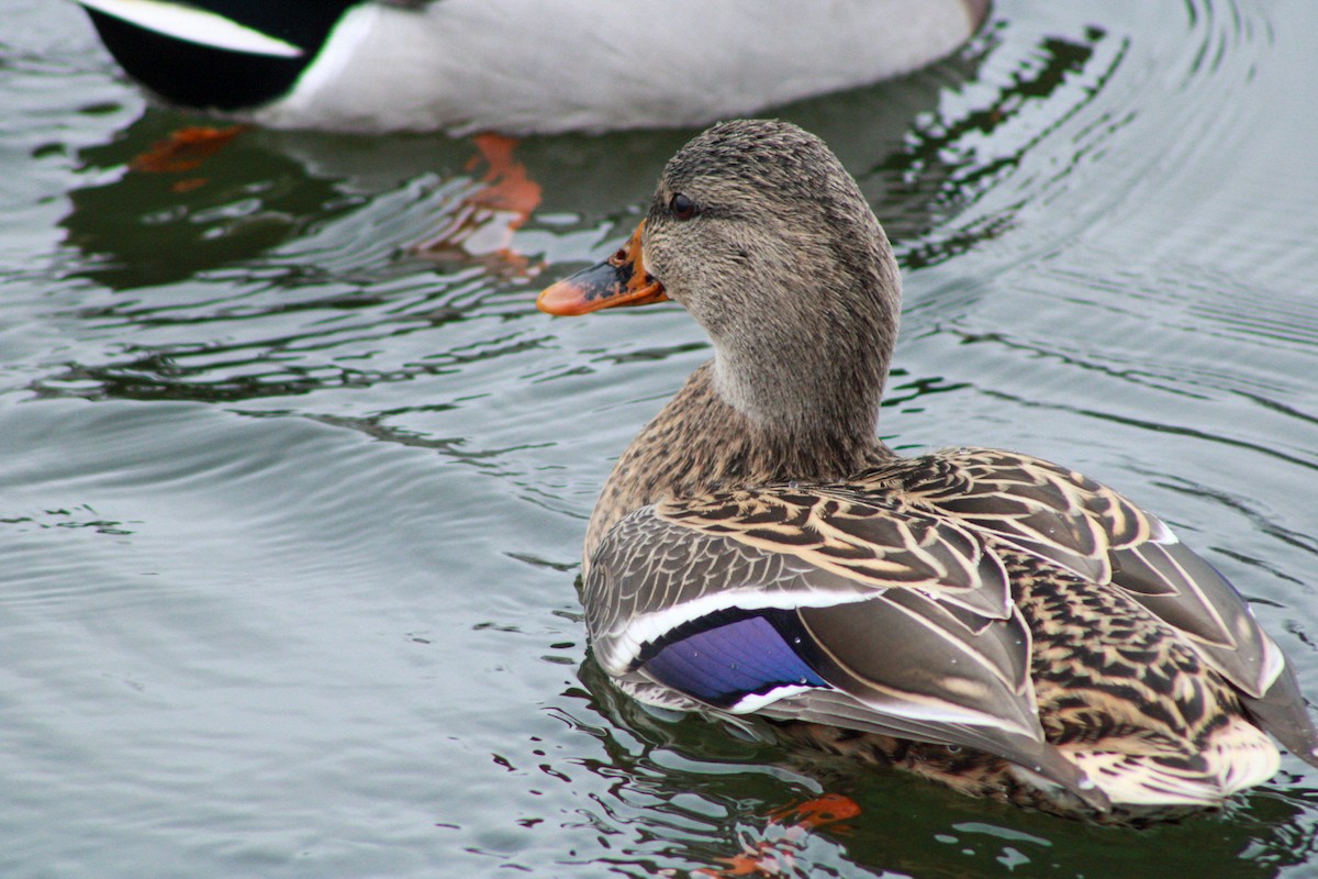 Ánade Azulón - ML646567714