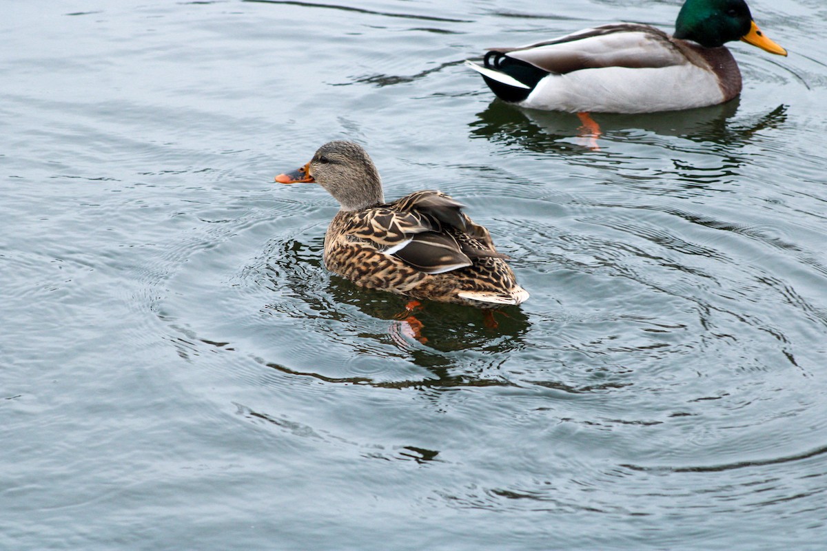 Ánade Azulón - ML646567715