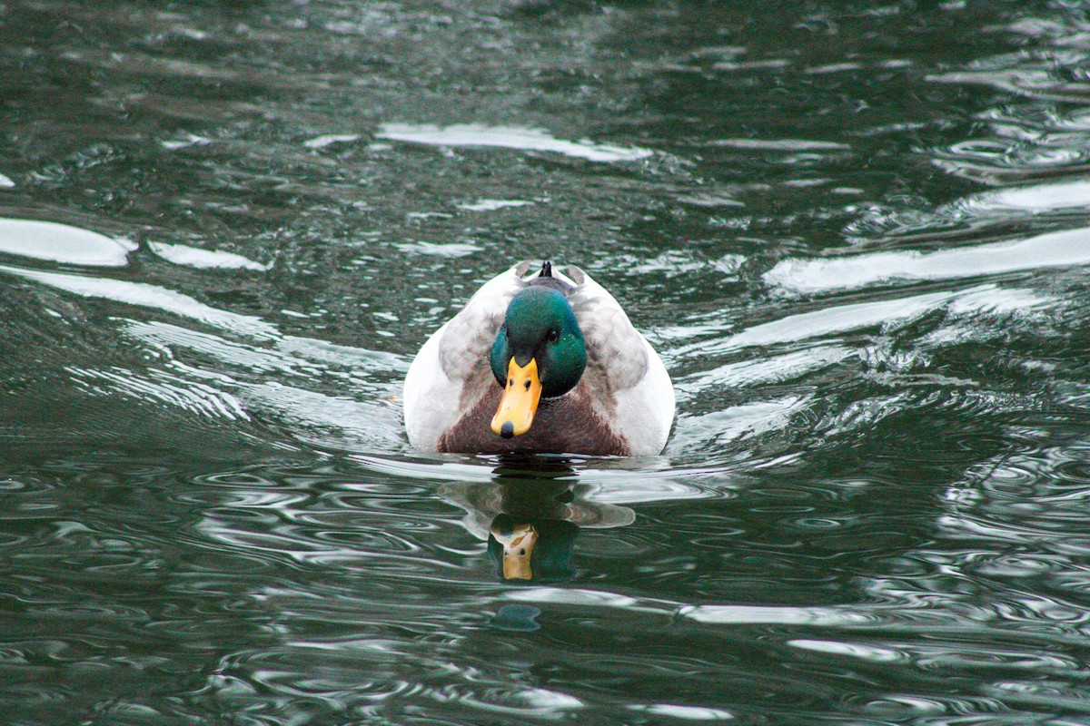 Ánade Azulón - ML646567716