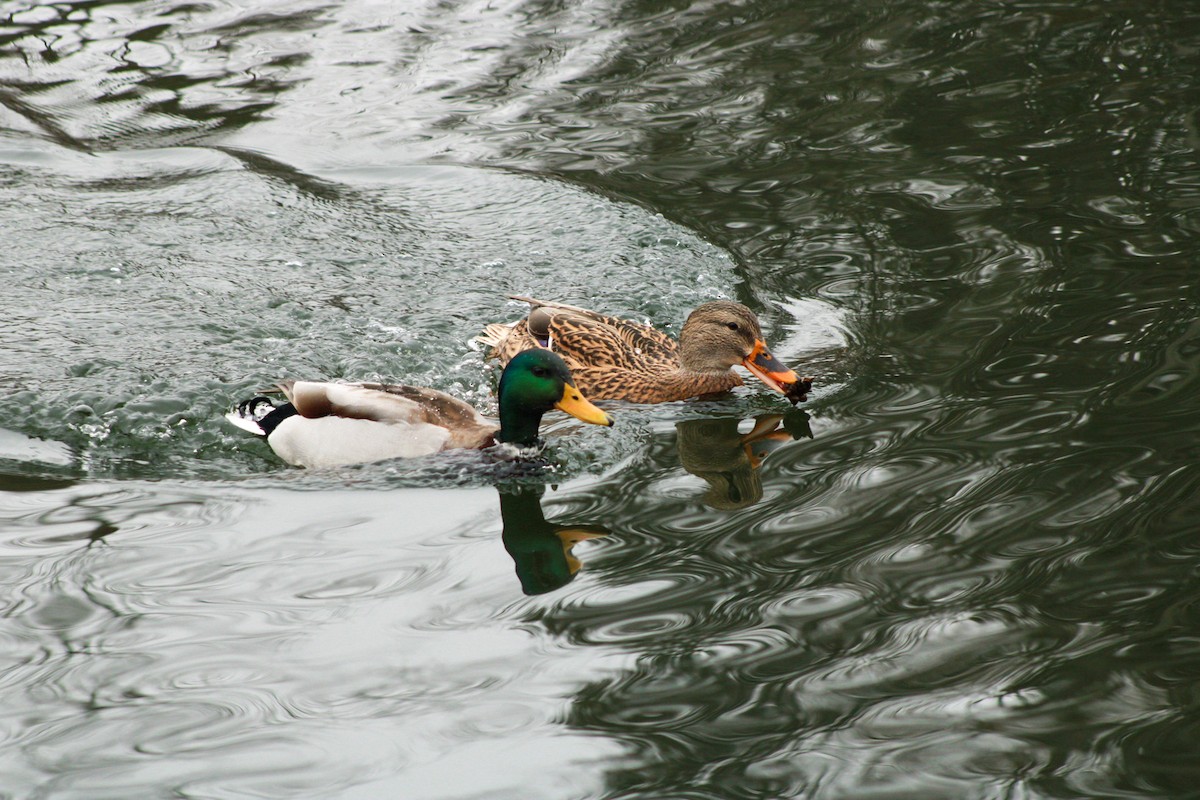 Ánade Azulón - ML646567717