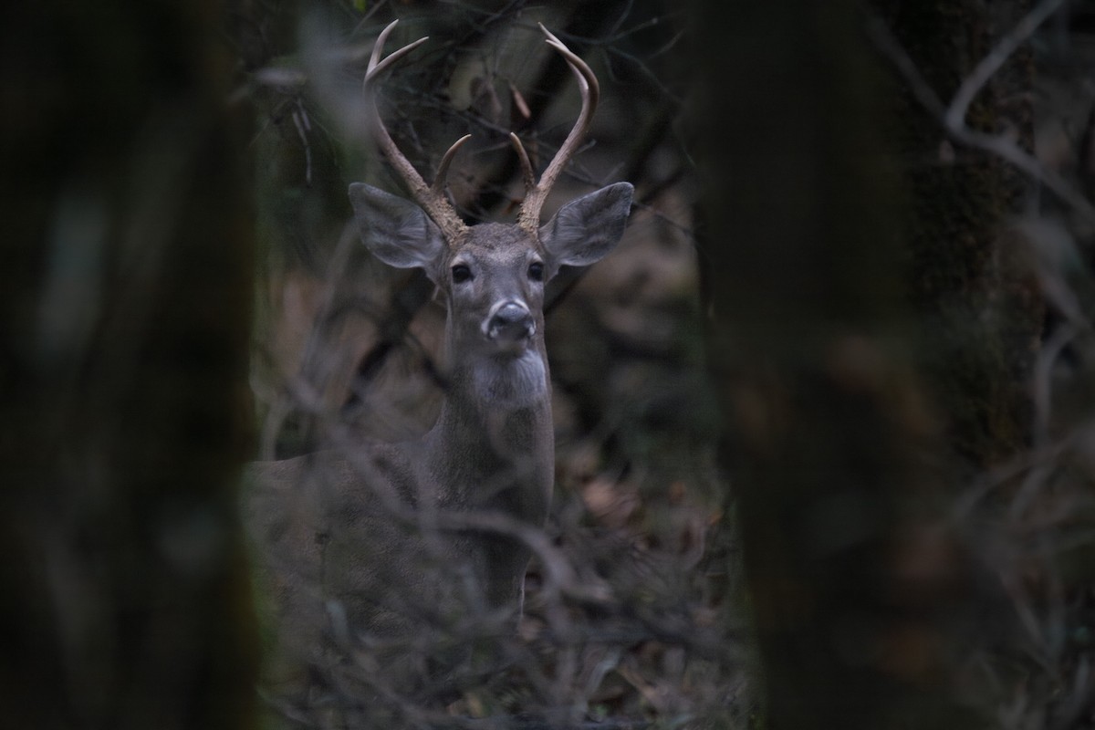 Animals - ML646567718