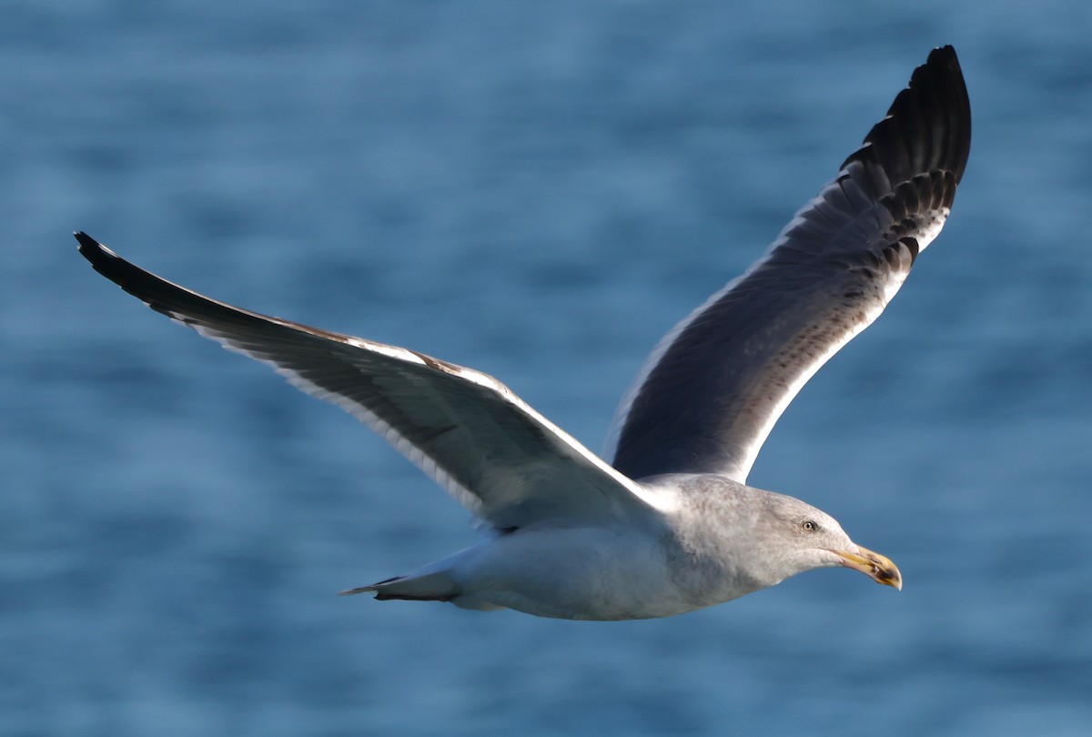 Gaviota Occidental - ML646567719