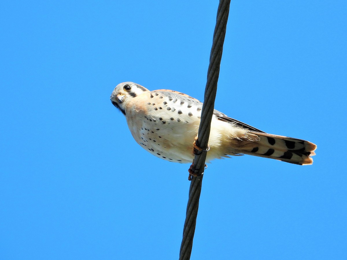 American Kestrel - ML646567720
