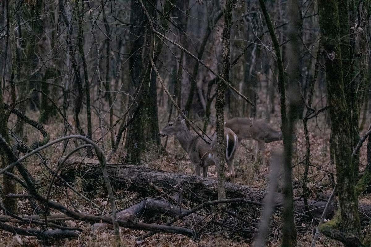 Animals - ML646567721