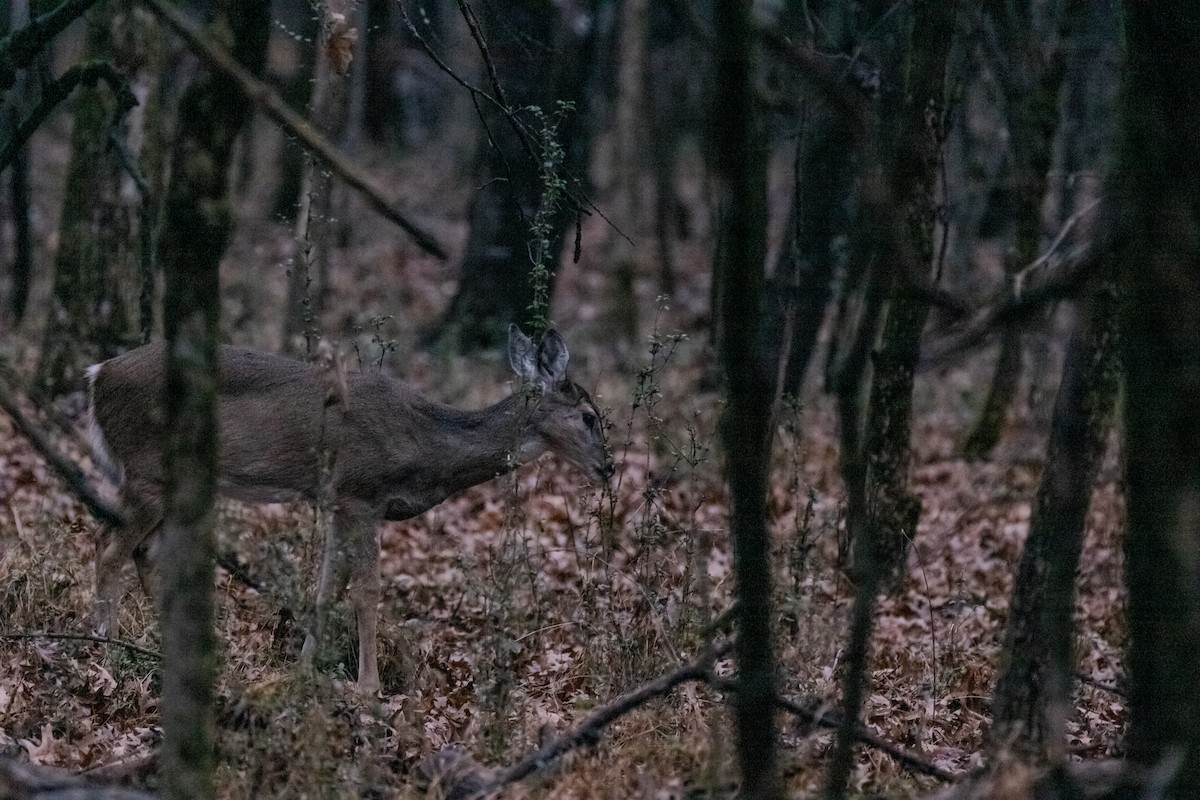 Animals - ML646567722