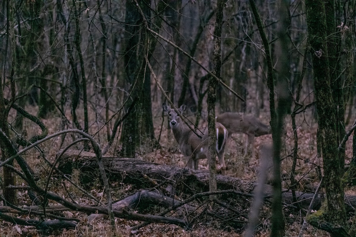 Animals - ML646567723