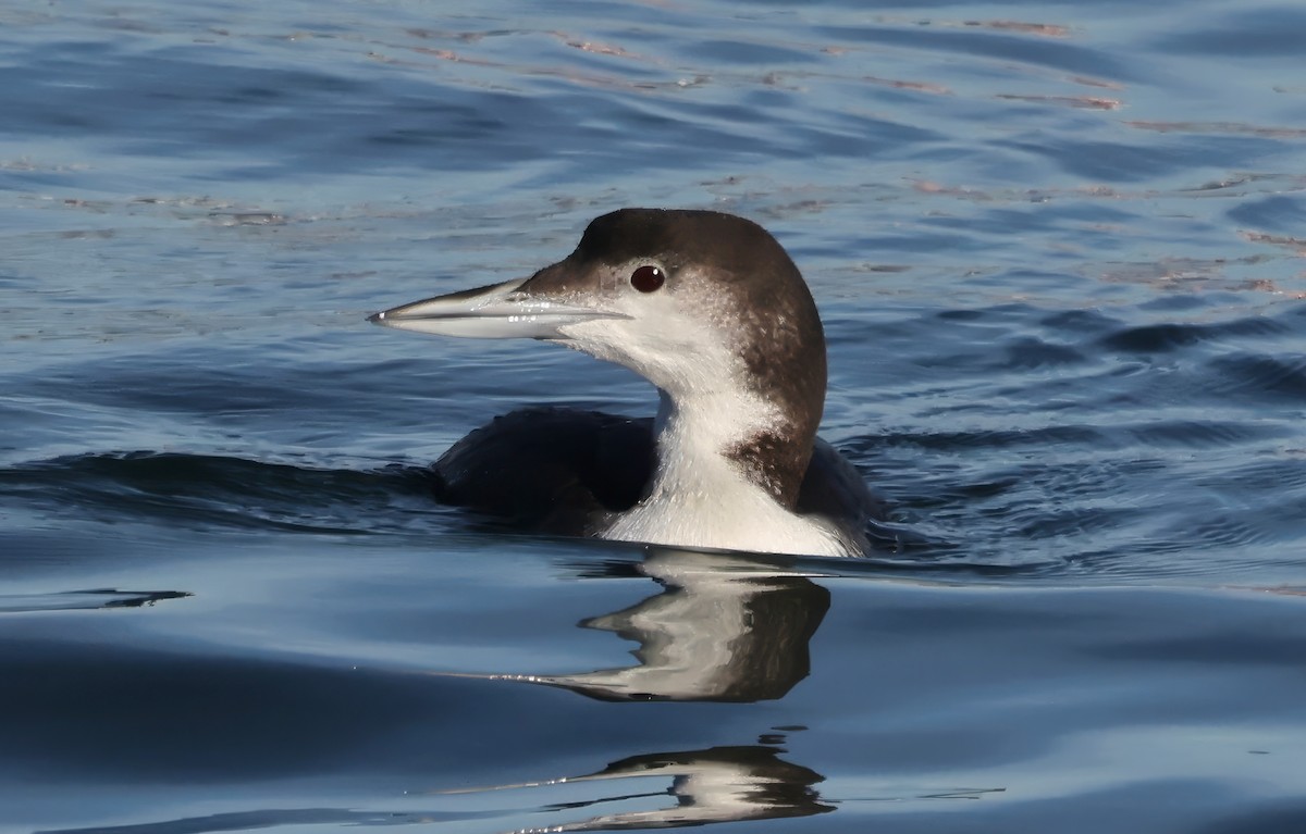 Common Loon - ML646567726