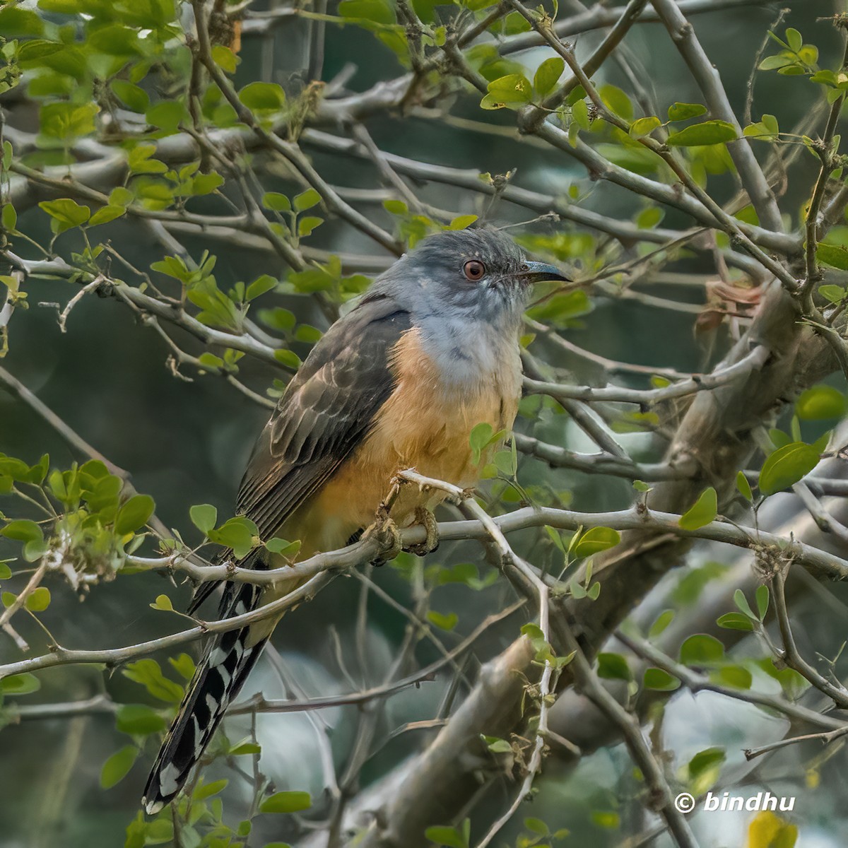 八聲杜鵑 - ML646567727