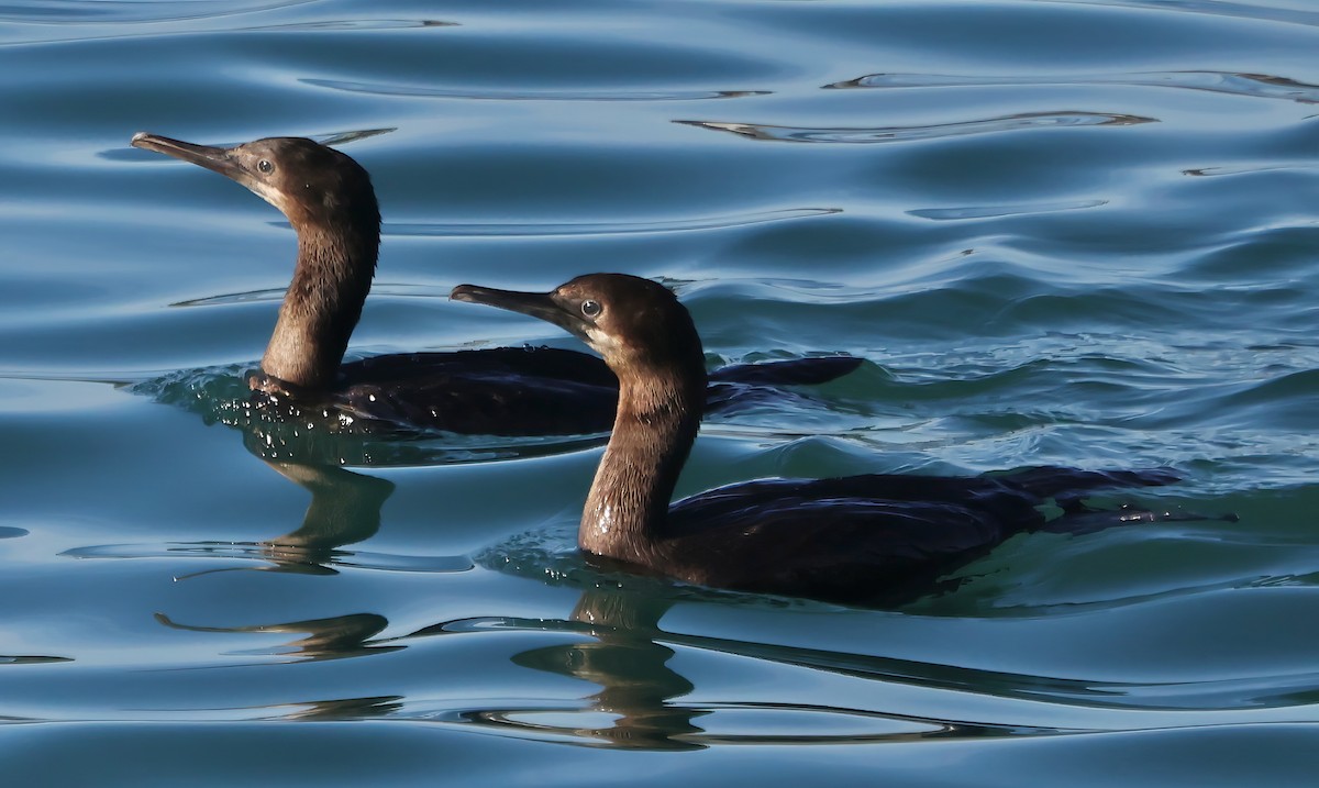 Brandt's Cormorant - ML646567736