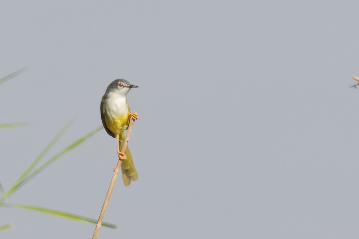 アオハウチワドリ - ML646567737