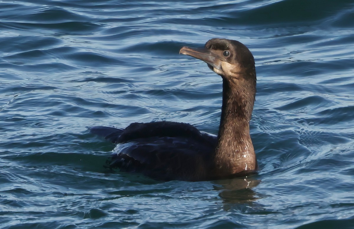 Brandt's Cormorant - ML646567739
