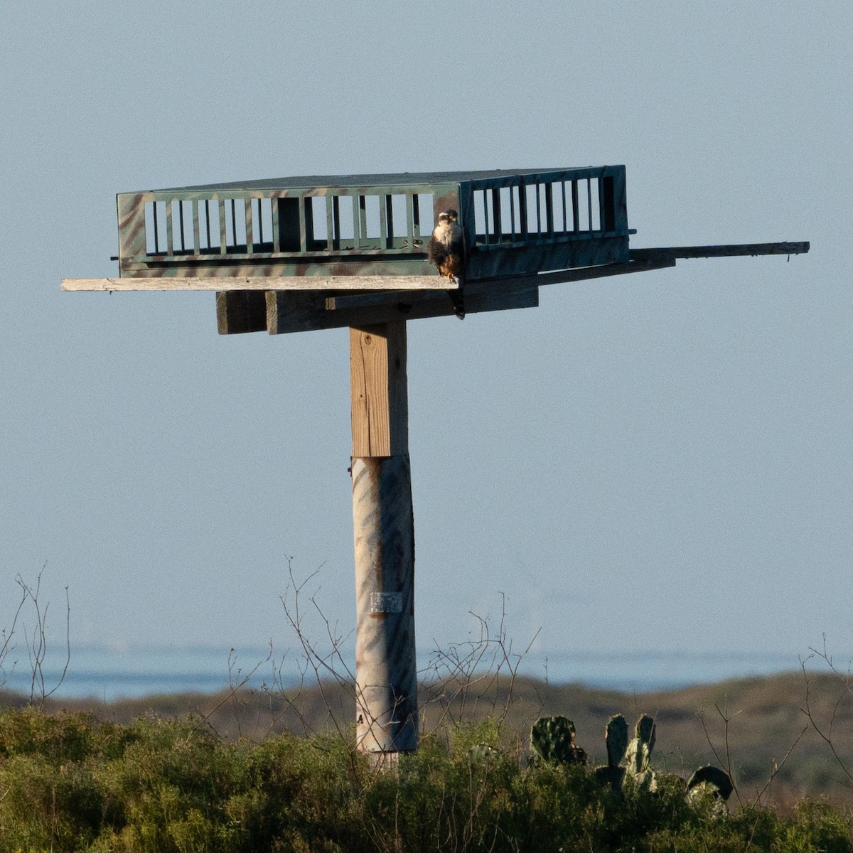 Aplomado Falcon - ML646567740