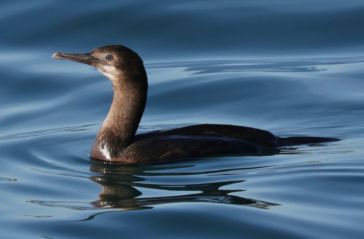 Brandt's Cormorant - ML646567741