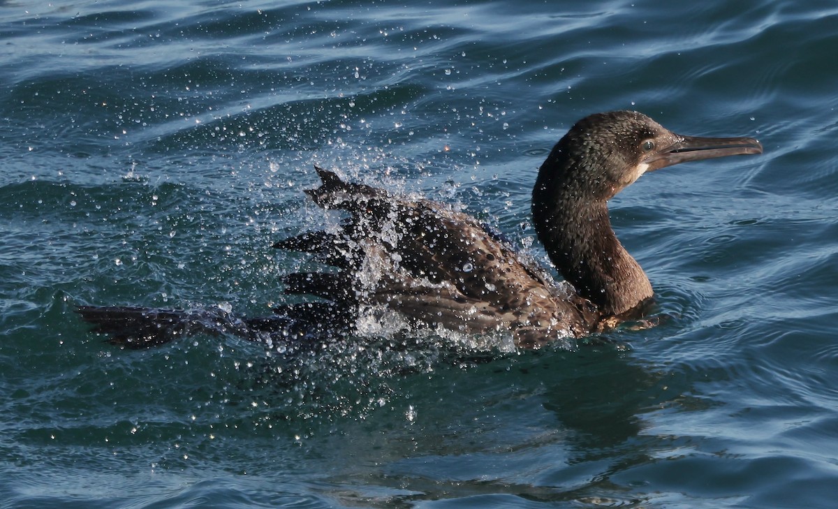 Brandt's Cormorant - ML646567749