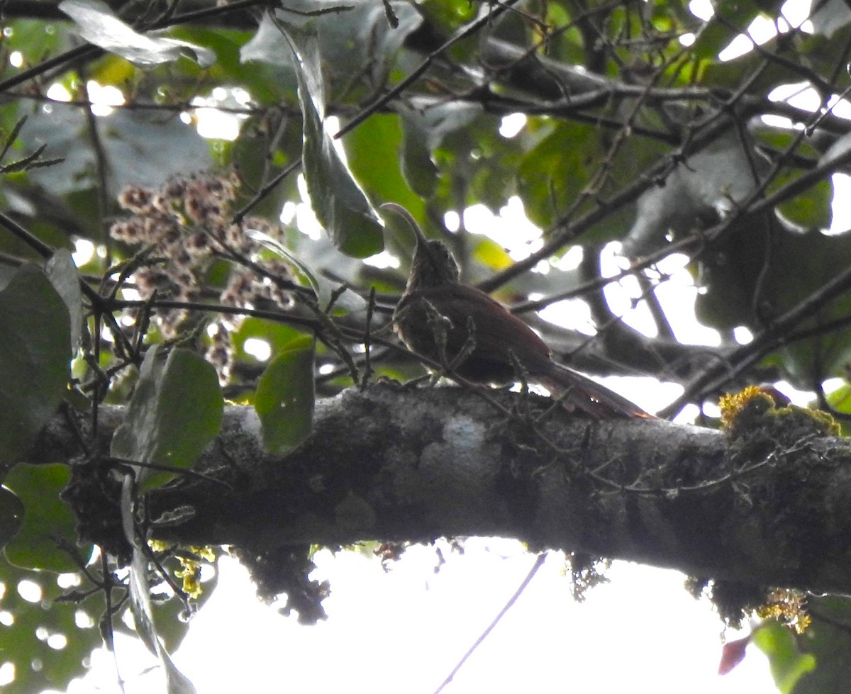 Brown-billed Scythebill - ML646567750