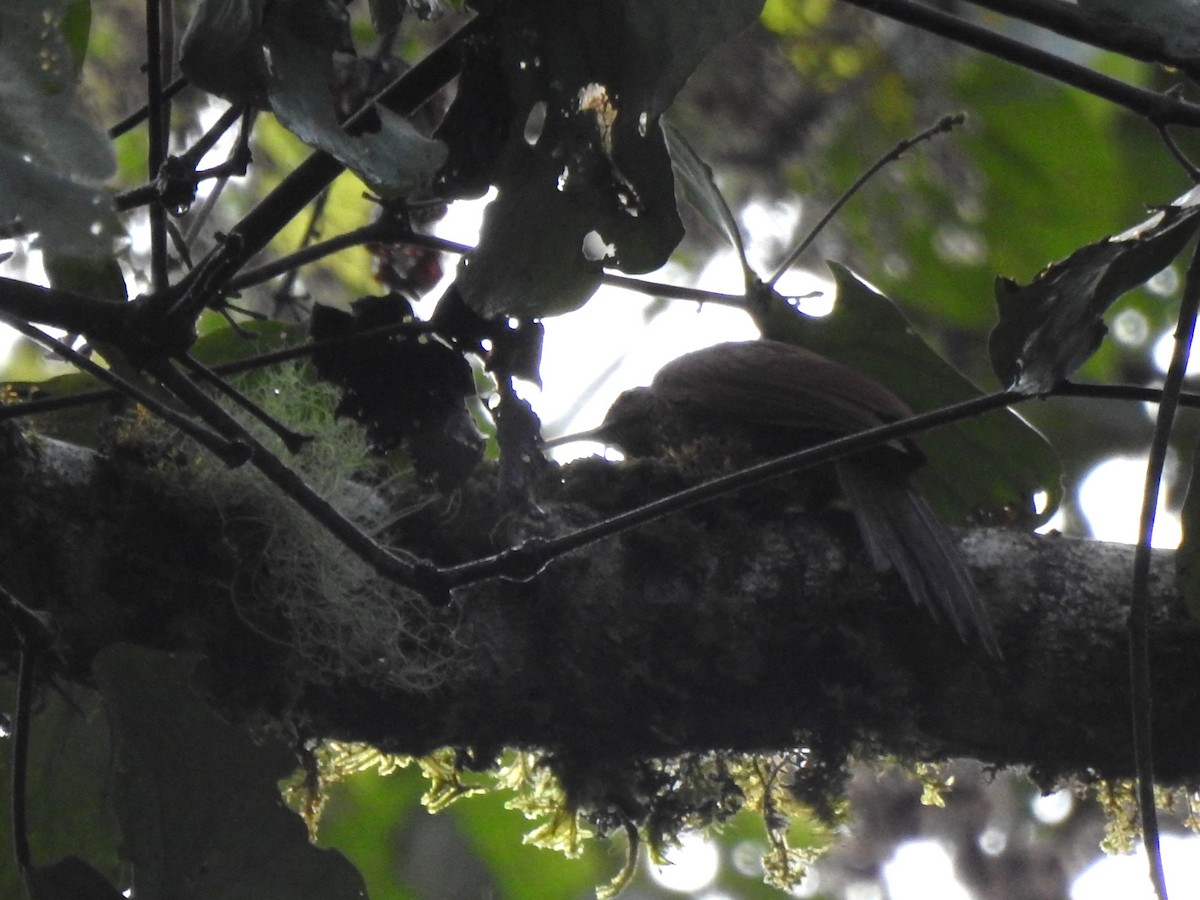 Brown-billed Scythebill - ML646567751