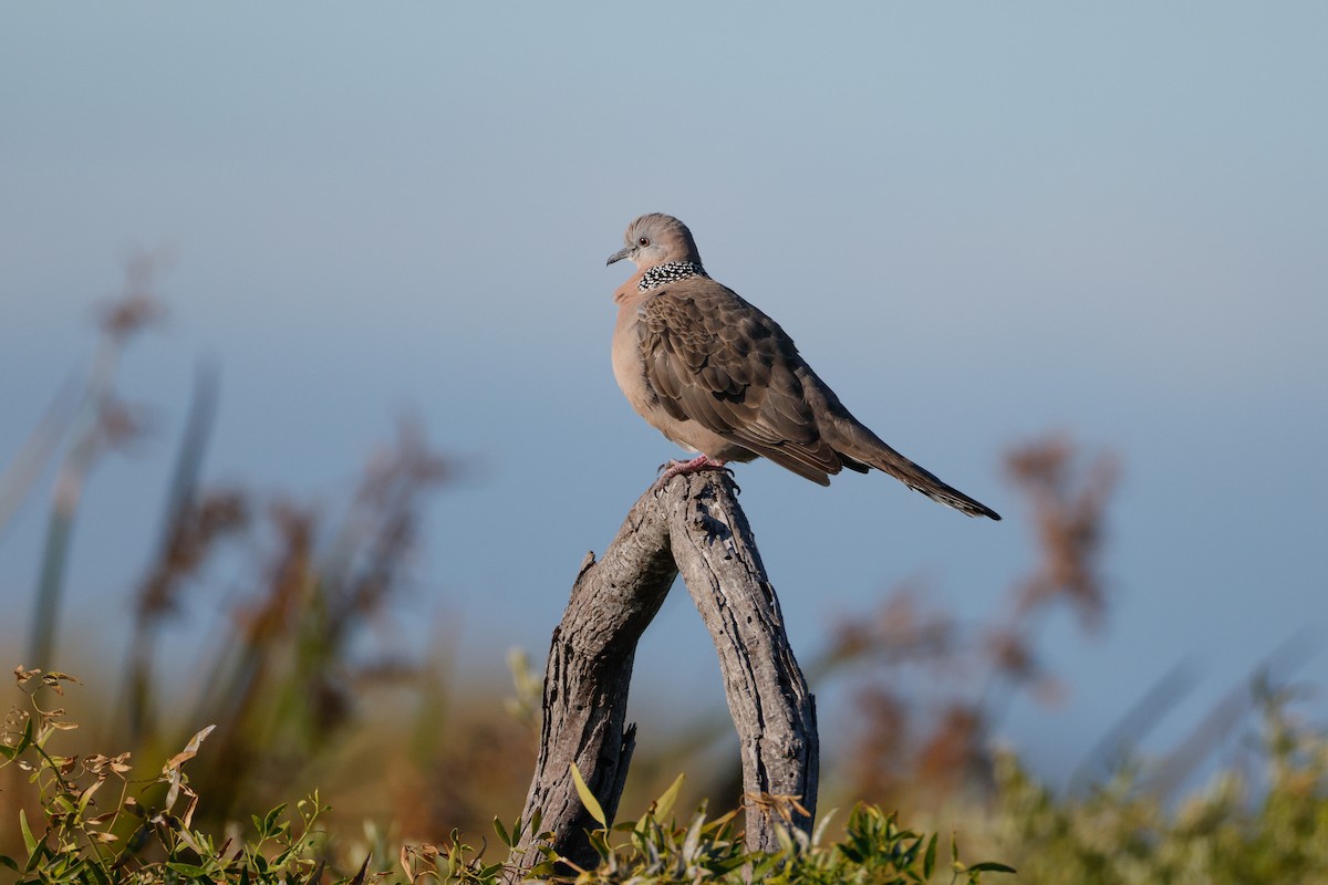 Spotted Dove - ML646567754
