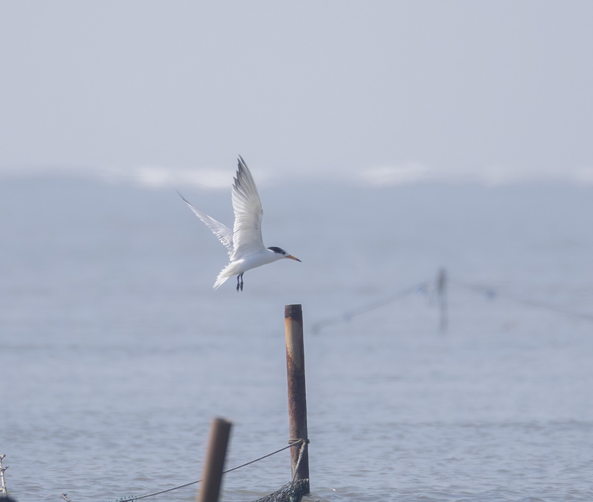 שחפית סינית - ML646567755