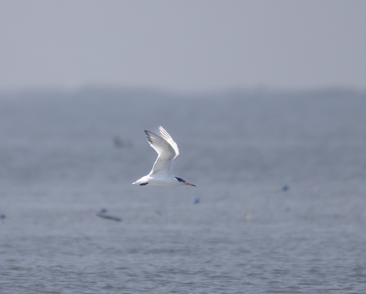 שחפית סינית - ML646567756